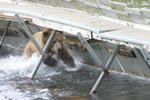 Bear Viewing Kodiak Island Alaska